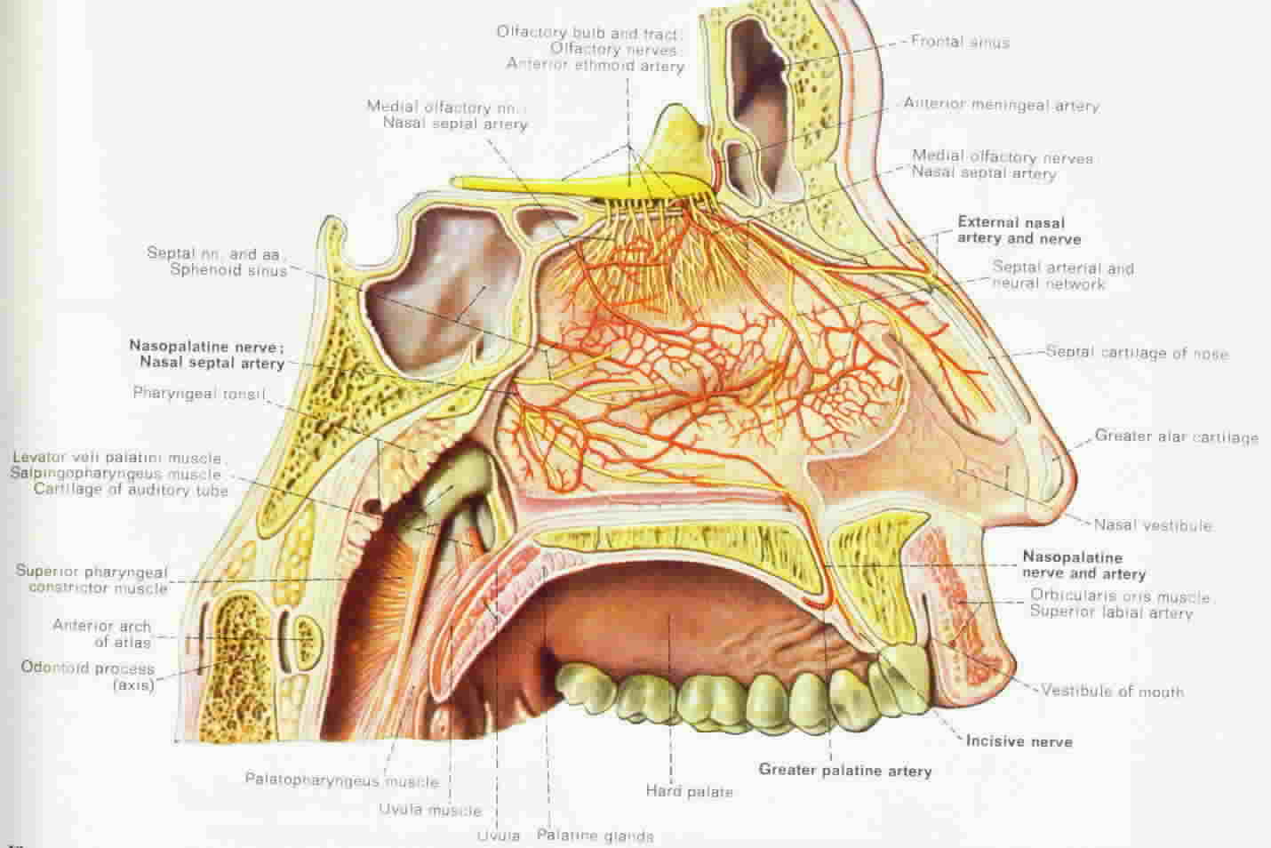 Diagram of the highly vascularized nasal mucosa