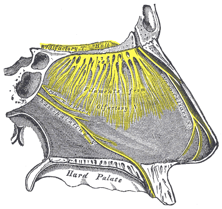 Nose brain pathway